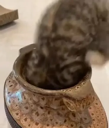 Котёнок вылезает из тапка