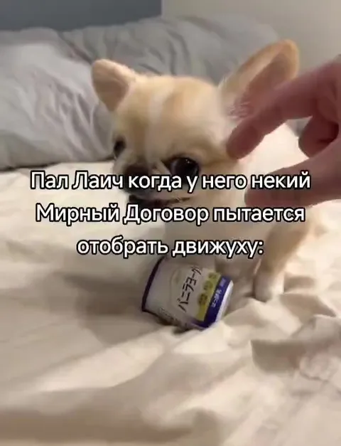 Пал Лаич защищает движиху