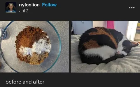 Before and After Cat