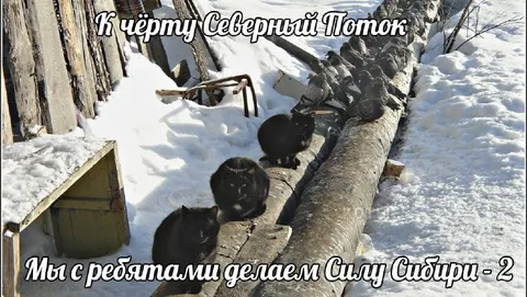 Коты строят Силу Сибири