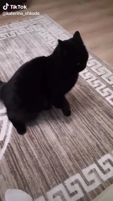 Чёрный кот танцует под музыку