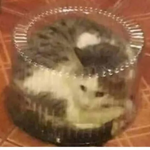 Кот в стеклянной миске
