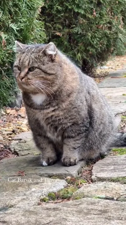 Кот молча уходит