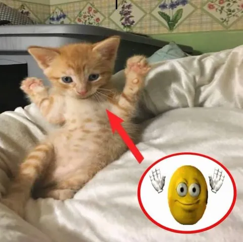 Котик делает вид, что ни при чём