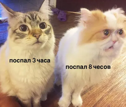 Кот после трёх и восьми часов сна