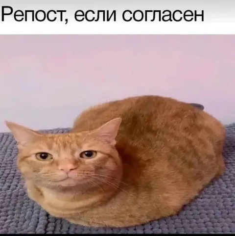 Репост если согласен кот