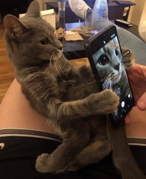 Кот фотографируется с собой