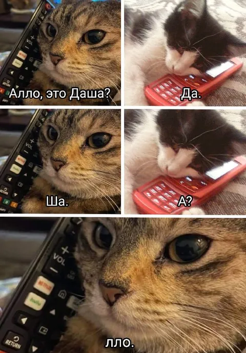 Коты пытаются дозвониться Даше