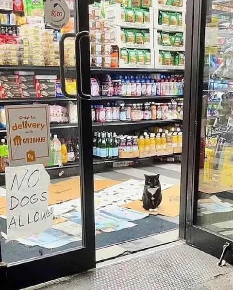 Cat Guards the Store Door