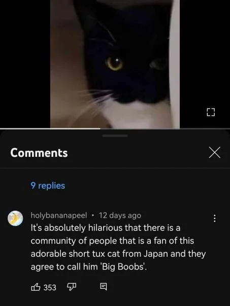Big Boobs tuxedo cat comment