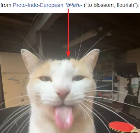 Proto-Indo-European Blossom Cat
