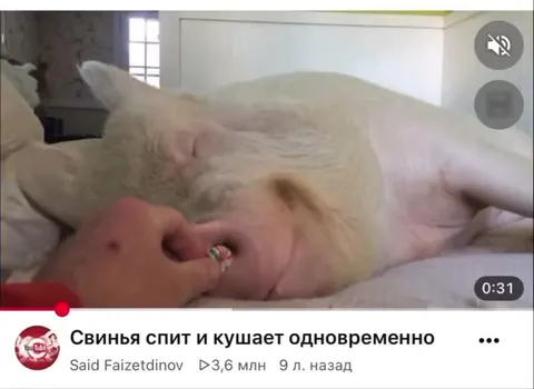 Свинья спит и кушает одновременно