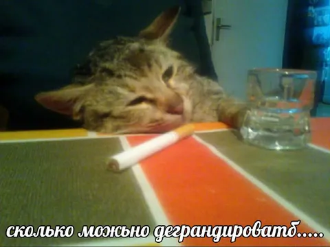 Сколько можно деградировать