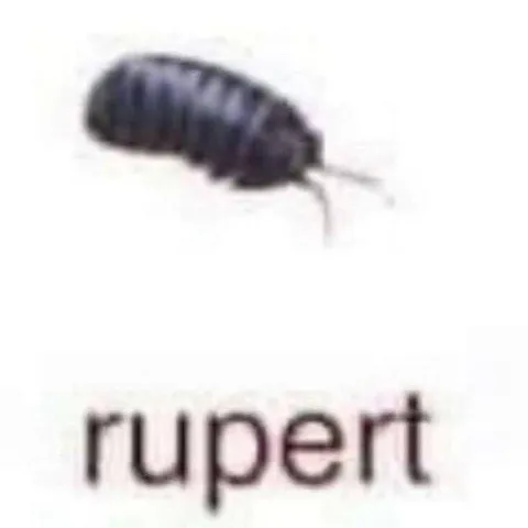 Tiny Bug Named Rupert