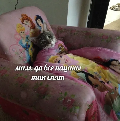 Кот спит как все пацаны