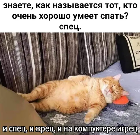 Кот, который умеет всё спать