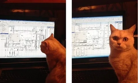 Кот проверяет чертёж