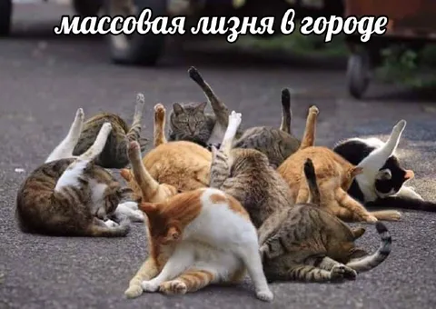 Массовая лизня в городе