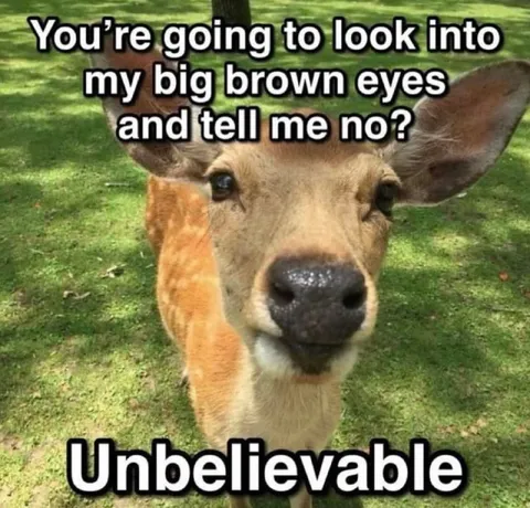 Big Brown Eyes Deer Persuasion