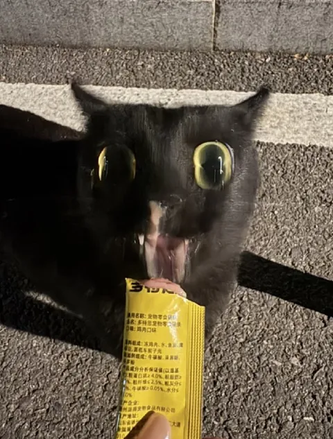 黑猫舔零食包装