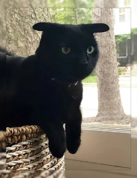 Чёрный кот у окна