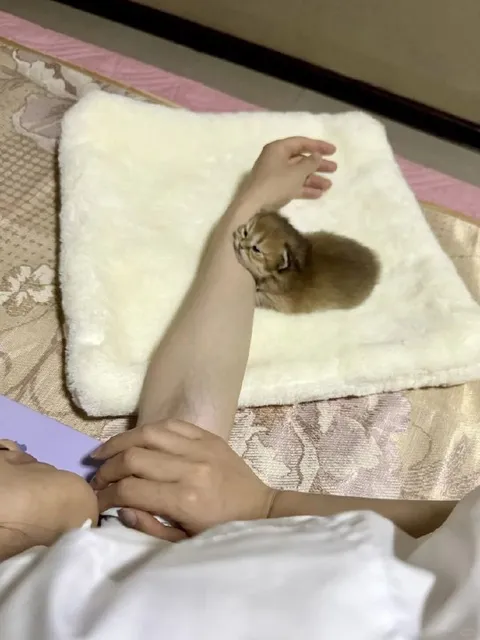 Котёнок спит на руке
