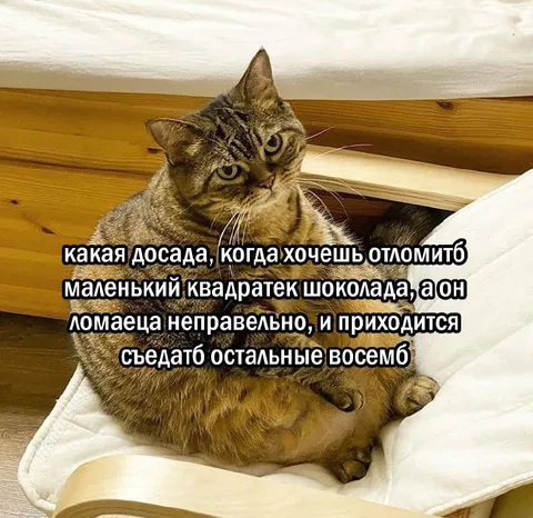 Остальные восемь кусочков шоколада
