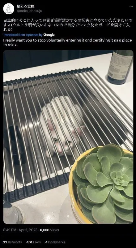 猫の自主的なシンク侵入