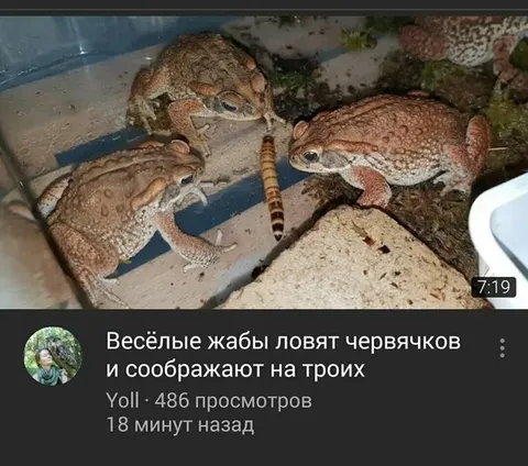 Весёлые жабы ловят червячков