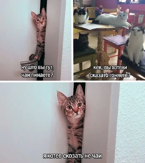 Коты спорят о чаепитии