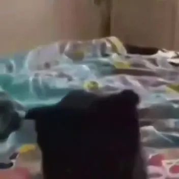 Кот после внезапного взрыва