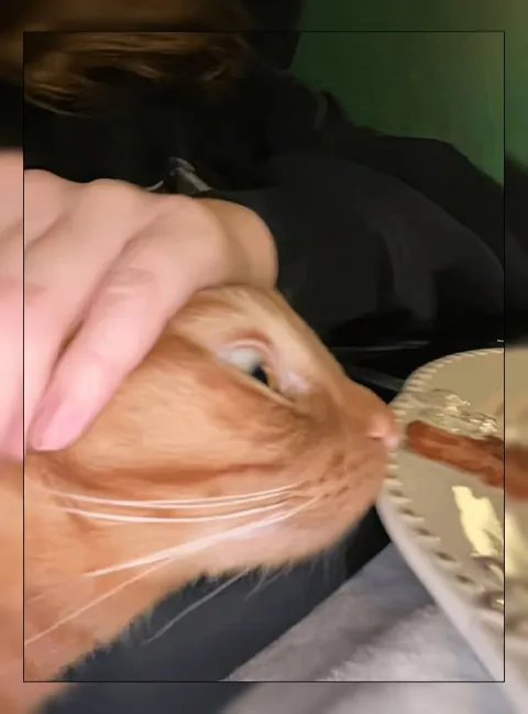 Кот тянется к еде