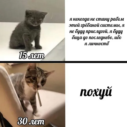 Кот бросил борьбу с системой