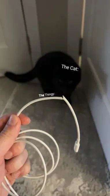 The Cat Sees the Thingy