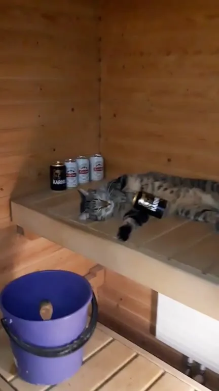 Кот отдыхает в сауне