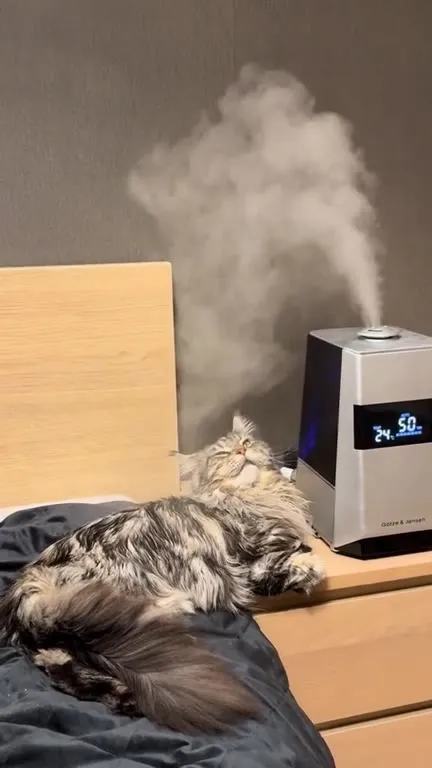 Кот кайфует под рэп