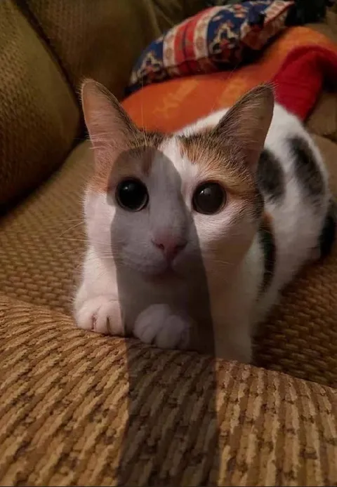 Кот с огромными глазами