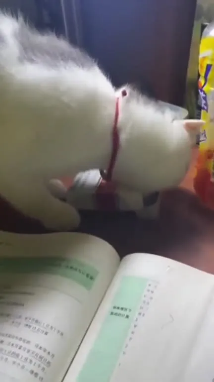 Кот сбежал от учёбы