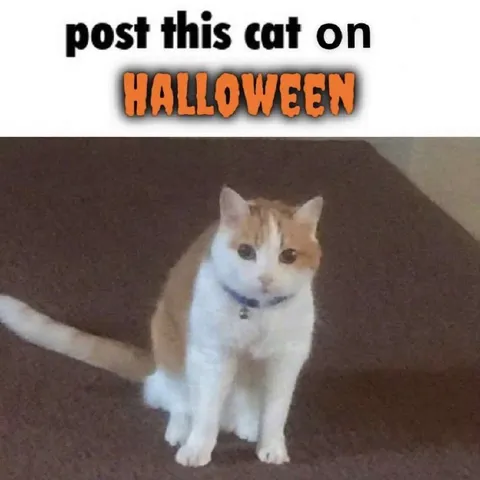 Halloween Cat Post