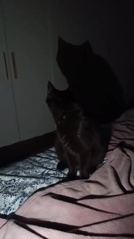 Кот танцует с собственной тенью