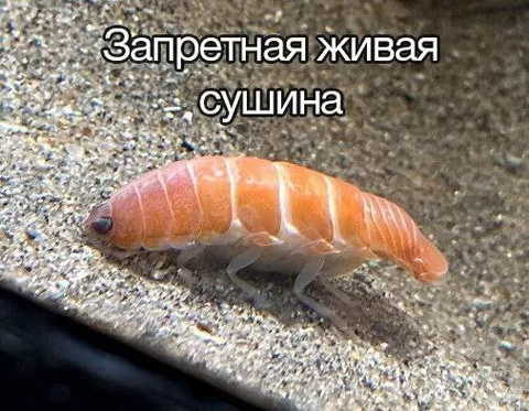 Запретная живая сушина