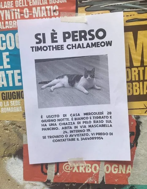 Timothee Chalamow smarrito