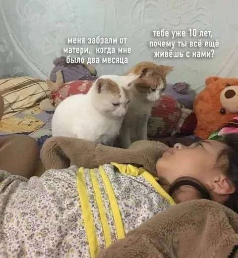Кот и десять лет вместе