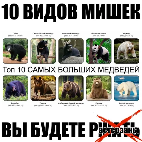 10 видов мишек и медведей