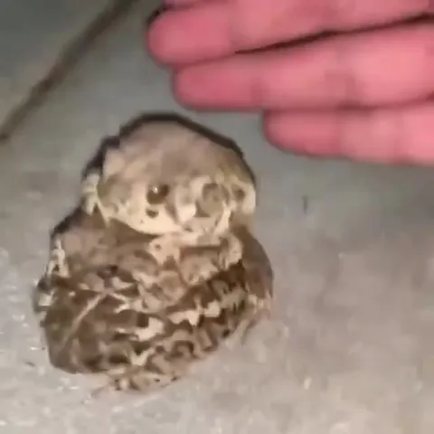 Лягушка верхом на лягушке