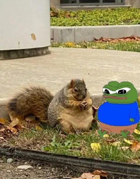 Белка и Пепе на прогулке