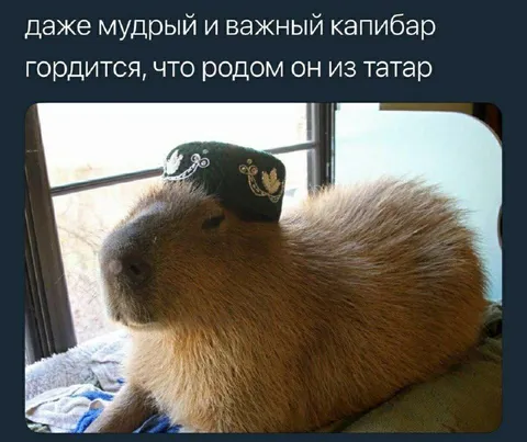 Гордый татарский капибар
