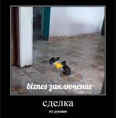 Сделка по рукам с котятами