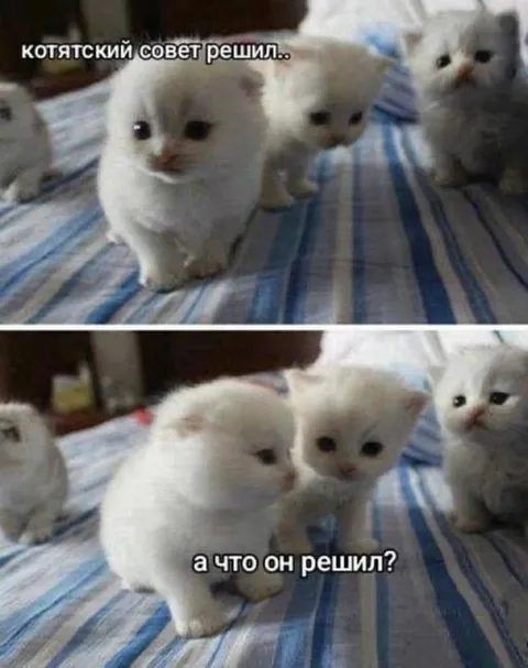 Котятский совет решил