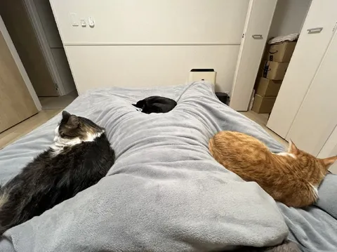 Коты заняли всю кровать